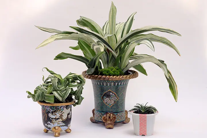 獅子万年青　曙獅子　鉢植え　貴重品種　観葉植物 獅子万年青曙獅子鉢植え貴重品種観葉植物