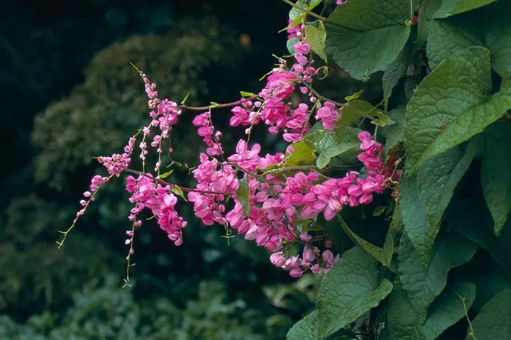 育て方がわかる植物図鑑・花図鑑｜みんなの趣味の園芸（NHK出版）