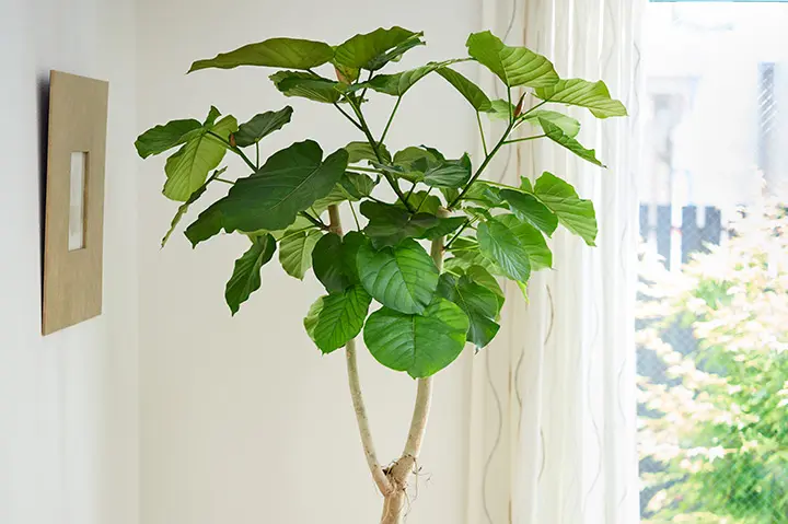 フィカス（ゴムノキの仲間）とは｜育て方がわかる植物図鑑