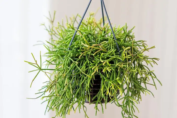 リプサリスとは｜育て方がわかる植物図鑑｜みんなの趣味の園芸（NHK出版）