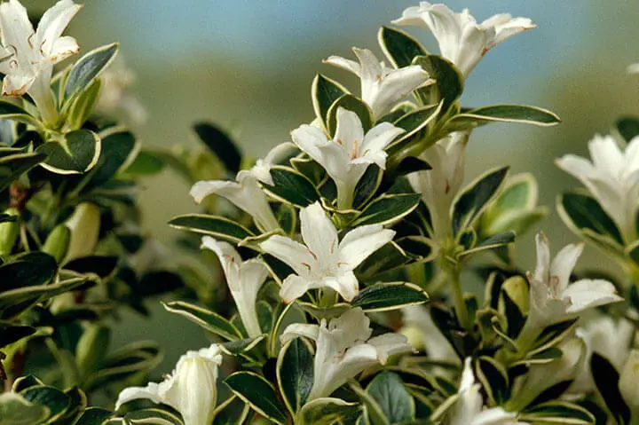 ハクチョウゲの育て方・栽培方法｜植物図鑑｜みんなの趣味の園芸（NHK出版）