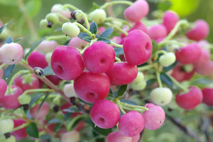 シンフォリカルポスの育て方・栽培方法｜植物図鑑｜みんなの趣味の園芸