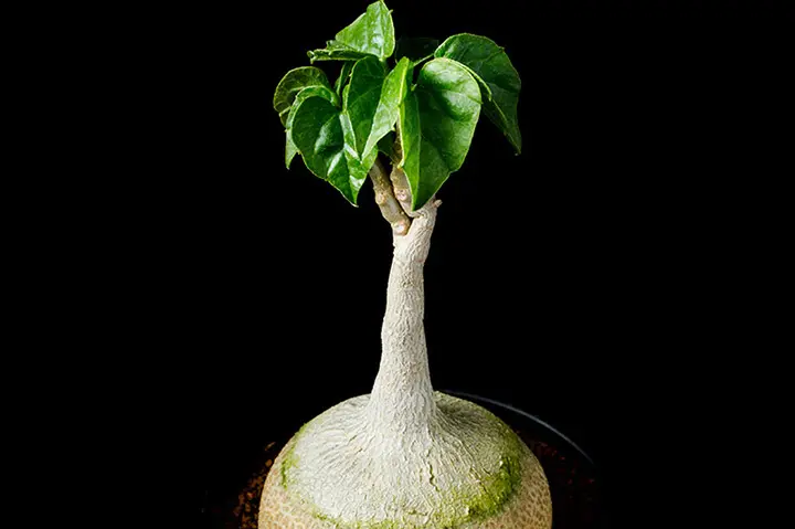 ピレナカンサ・マルビフォリアの基本情報・育て方｜多肉植物