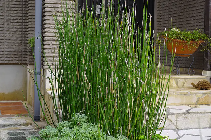 トクサとは｜育て方がわかる植物図鑑｜みんなの趣味の園芸（NHK出版）