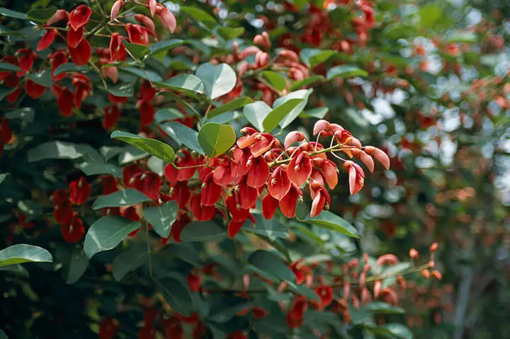 アメリカデイゴとは｜育て方がわかる植物図鑑｜みんなの趣味の園芸