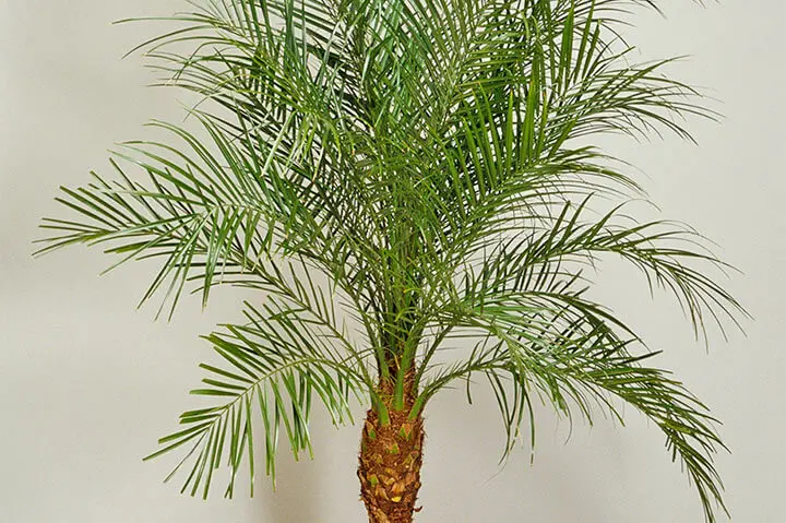 タイムセール 探し方 フェニックス・ロベレニーとは｜育て方がわかる植物図鑑 その他観葉植物