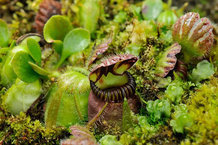 植物のつくりや育ち方 理科がよくわかるクイズの本 2ポプラ社最安値希少入手困難品 植物のつくりや育ち方 理科がよくわかるクイズの本 2ポプラ社最