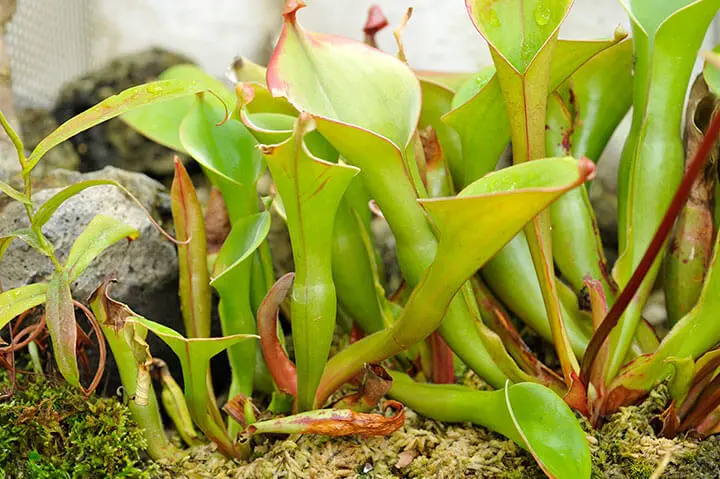ヘリアンフォラとは｜育て方がわかる植物図鑑｜みんなの趣味の園芸