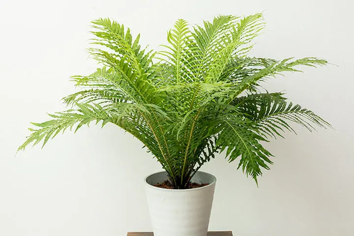③ブレクナムオブツサタムvarオブツサタム （Blechnum obtusatum