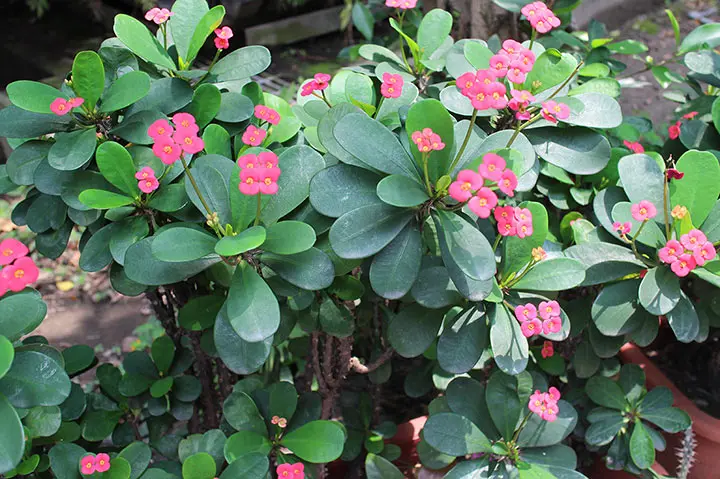 ハナキリンの育て方・栽培方法｜植物図鑑｜みんなの趣味の園芸（NHK出版）