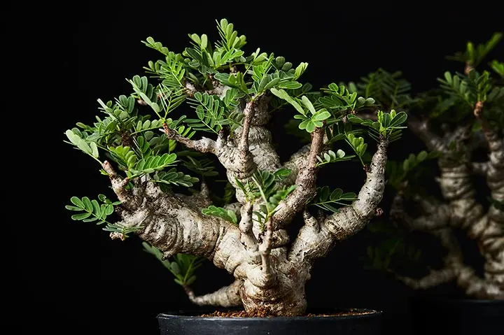 センナ・メリディオナリスの育て方・栽培方法｜植物図鑑｜みんなの趣味