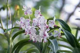 バンダとは｜育て方がわかる植物図鑑｜みんなの趣味の園芸（NHK