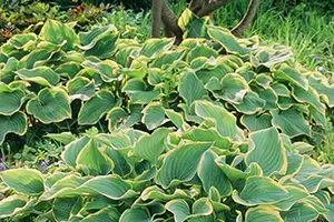 ギボウシ（ホスタ）とは｜育て方がわかる植物図鑑｜みんなの趣味