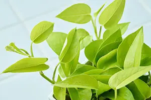 モカポトスページ モカポトスページ ポトスポット | 花＆グリーン 通販 | ホームセンター