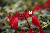 コンロンカピンク　苗 コンロンカ（崑崙花） (Mussaenda parviflora)の特徴,育て方,花言葉