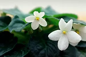 セントポーリアとは｜育て方がわかる植物図鑑｜みんなの趣味の園芸