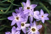ハナニラ(イフェイオン)の育て方・栽培方法|植物図鑑|みんなの趣味の園芸(NHK出版)