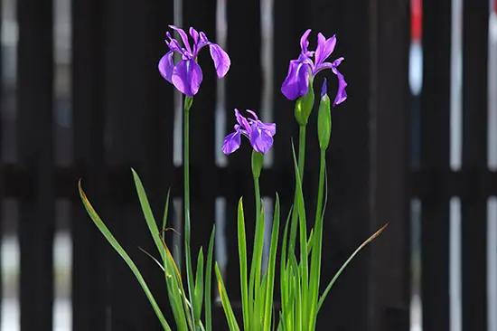 カキツバタとは｜育て方がわかる植物図鑑｜みんなの趣味の園芸（NHK出版）