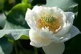 ハスの育て方・栽培方法|植物図鑑|みんなの趣味の園芸(NHK出版) ハスの育て方・栽培方法|植物図鑑|みんなの趣味の園芸(NHK出版)