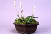 シュスランとは｜育て方がわかる植物図鑑｜みんなの趣味の園芸（NHK出版）