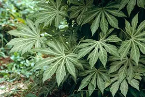 ヤツデとは｜育て方がわかる植物図鑑｜みんなの趣味の園芸（NHK出版）