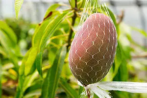 22ヤマシタマンゴー苗 耐寒性 Aespada様専用 花芽付・12ヤマシタ