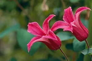 クレマチス（四季咲き）とは｜育て方がわかる植物図鑑｜みんなの趣味の