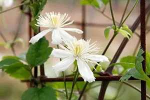 クレマチス（夏～秋咲き）とは・基本情報｜育て方がわかる植物図鑑