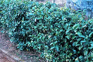 茶の木 チャノキ Camellia sinensis ツバキ科 Theaceae ツバキ属 三河の植物観察