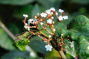 ハクサンボクとは｜育て方がわかる植物図鑑｜みんなの趣味の園芸（NHK