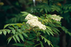 ナナカマドの仲間とは｜育て方がわかる植物図鑑｜みんなの趣味の