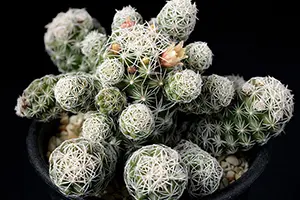 マミラリアの育て方・栽培方法｜植物図鑑｜みんなの趣味の園芸（NHK出版）