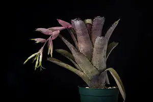 ビルベルギア ハワイライツ 子株付き Billbergia 販売のご案内】 ハワイの育種家 Lisa Vinzant氏が作出した