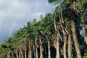 フェニックス・ロベレニーとは｜育て方がわかる植物図鑑
