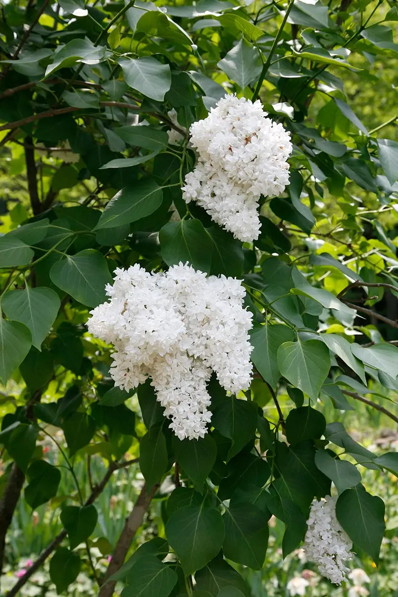 ライラック/白花【現品発送】管理70909 ライラック/白花【現品発送】管理70909 ライラックの写真＜3＞-育て方