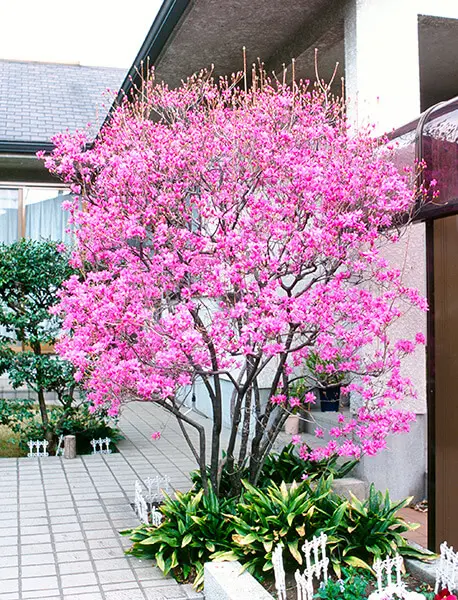 ミツバツツジの写真＜3＞-育て方図鑑|みんなの趣味の園芸