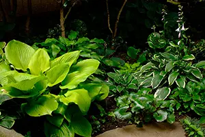 ギボウシ（ホスタ）とは｜育て方がわかる植物図鑑｜みんなの趣味の園芸