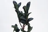 インドゴムノキ（フィカス・エラスティカ）とは｜育て方がわかる植物