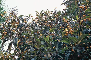 ビワとは｜育て方がわかる植物図鑑｜みんなの趣味の園芸（NHK出版）