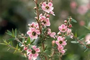 ギョリュウバイ（レプトスペルマム）とは｜育て方がわかる植物図鑑