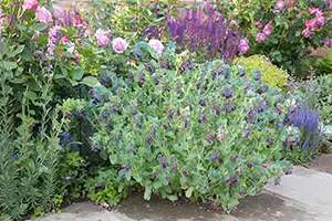 セリンセ・マヨールの育て方・栽培方法｜植物図鑑｜みんなの趣味の園芸