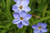 ハナニラ(イフェイオン)の育て方・栽培方法|植物図鑑|みんなの趣味の園芸(NHK出版)