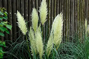 パンパスグラスとは｜育て方がわかる植物図鑑｜みんなの趣味の園芸