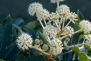 ヤツデとは｜育て方がわかる植物図鑑｜みんなの趣味の園芸（NHK出版）