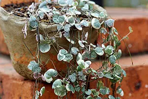 ハートカズラとは｜育て方がわかる植物図鑑｜みんなの趣味の園芸（NHK