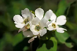 リキュウバイとは｜育て方がわかる植物図鑑｜みんなの趣味の園芸（NHK