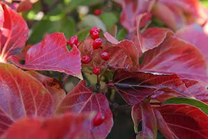 ハクサンボクとは｜育て方がわかる植物図鑑｜みんなの趣味の園芸（NHK