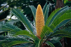 ソテツの育て方・栽培方法｜植物図鑑｜みんなの趣味の園芸（NHK出版）