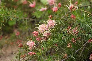 グレビレアとは・基本情報｜育て方がわかる植物図鑑｜みんなの趣味の