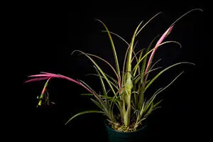 ビルベルギア ハワイライツ 子株付き ビルベルギア ハワイライツ 子株付き - メルカリ